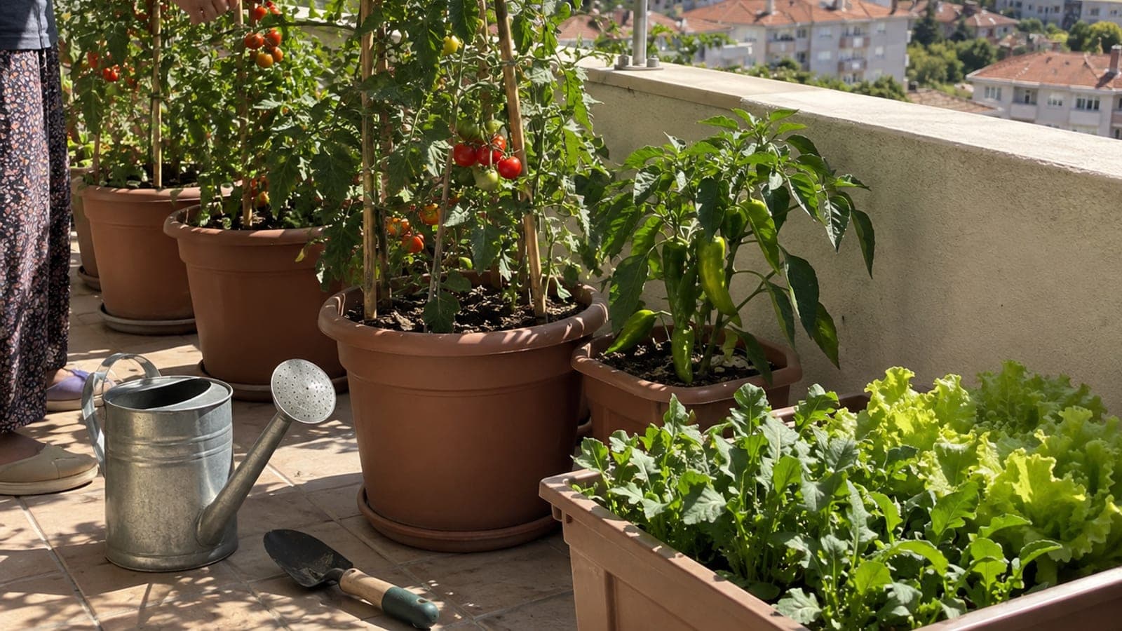 Balkon korkuluğu önünde saksılarda meyve vermiş domates ve biber bitkileri, yanlarında marul dolu uzun kasa ve sulama kabı.